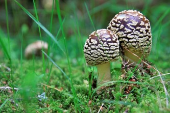Bereits im Juni gab es zahlreiche Pilze in den erzgebirgischen Wäldern (ch)